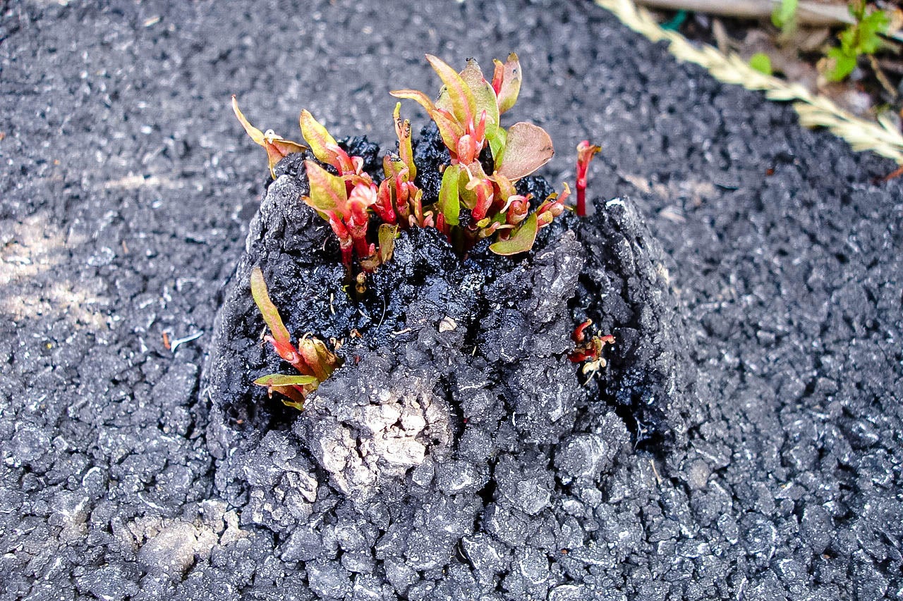 Knotweed breaking through the ground.