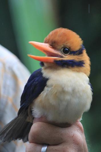 A kingfisher bird.