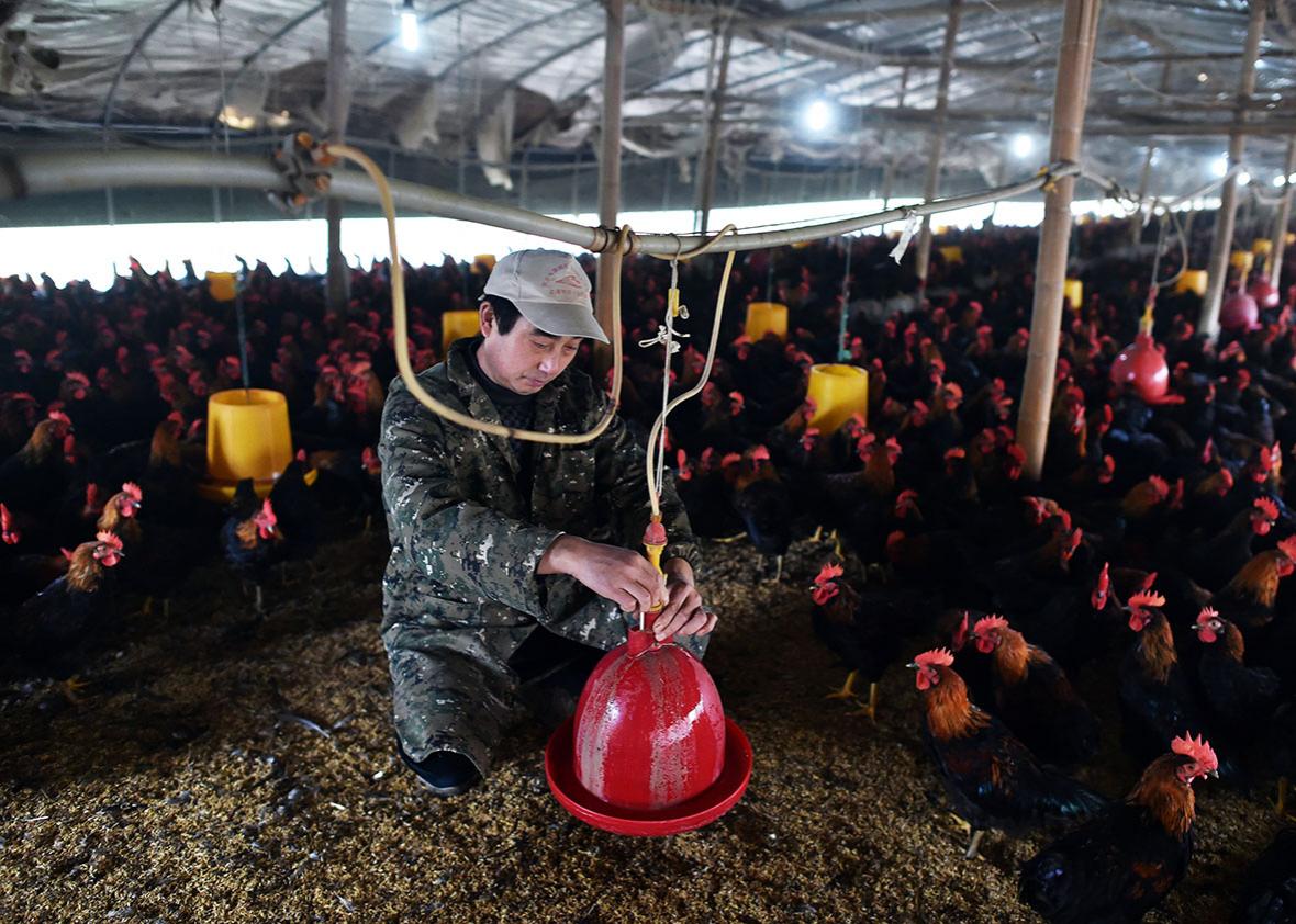 A worker checks a water bowl at a poultry farm in Hefei, in eastern China's Anhui province, on Nov. 20. 