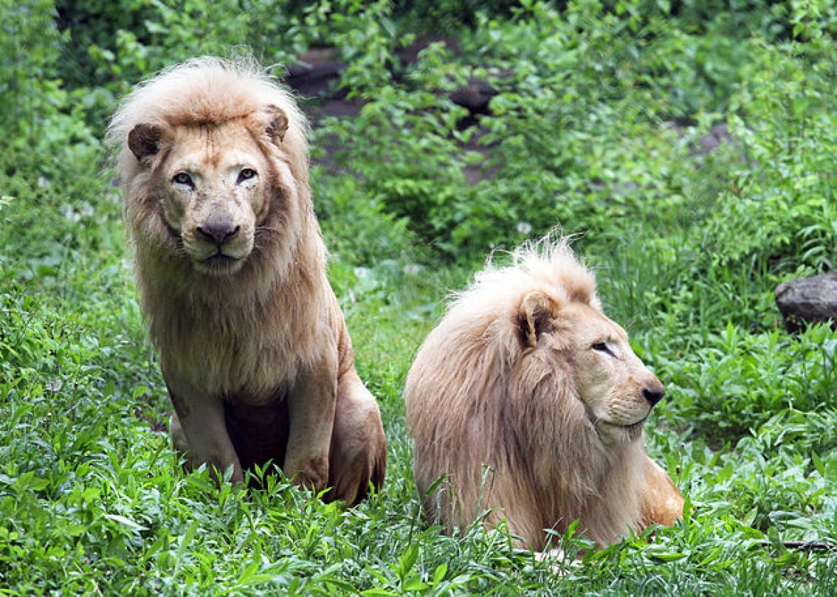 Those "gay" lions are actually queer One is a female with a mane.