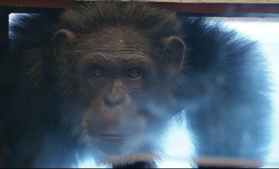 A chimp at the Cognitive Evolution Group research center of New Iberia, La., as seen in Surviving Progress.