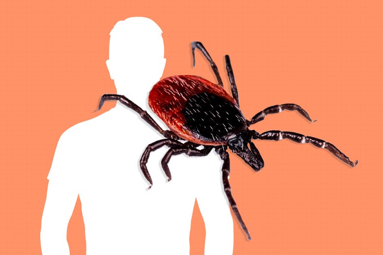 A silhouette of a man and a large tick on top of it. 