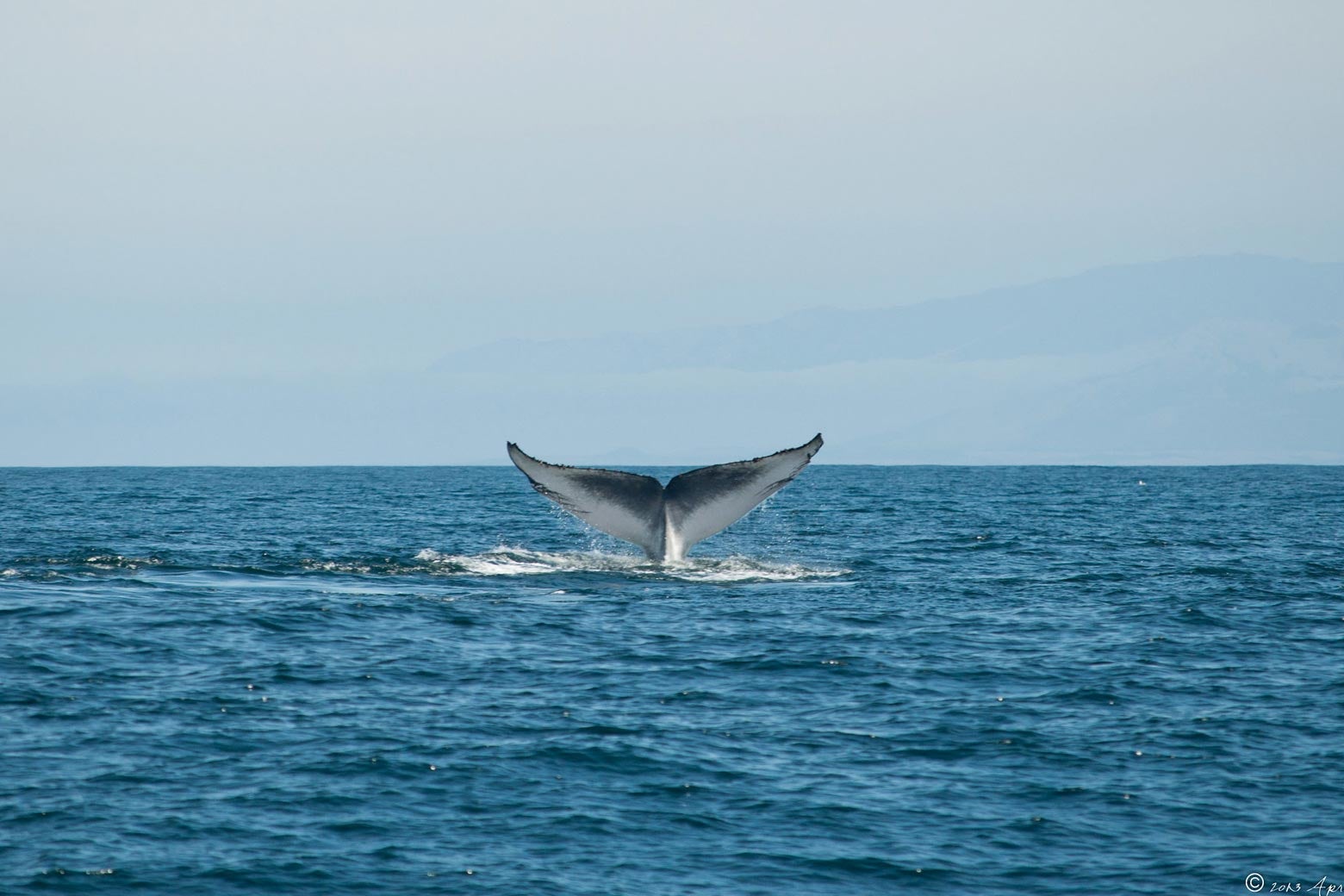 a whale's tail sticking out of the ocean 