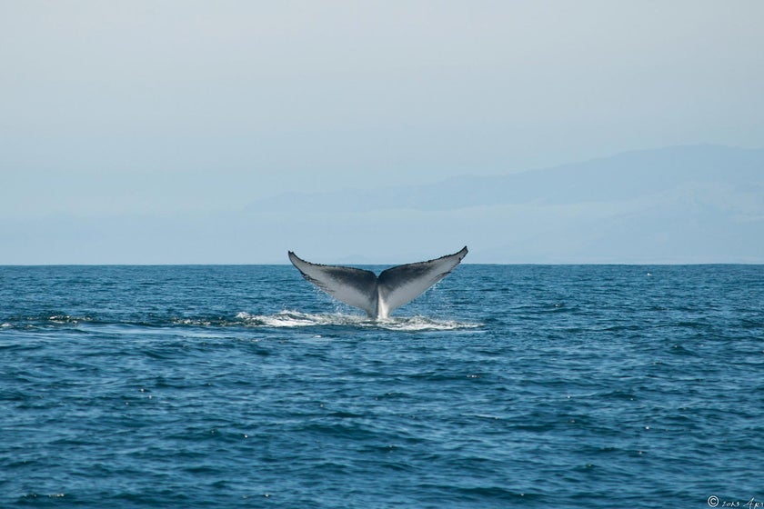 research-whales-poop-more-than-scientists-thought