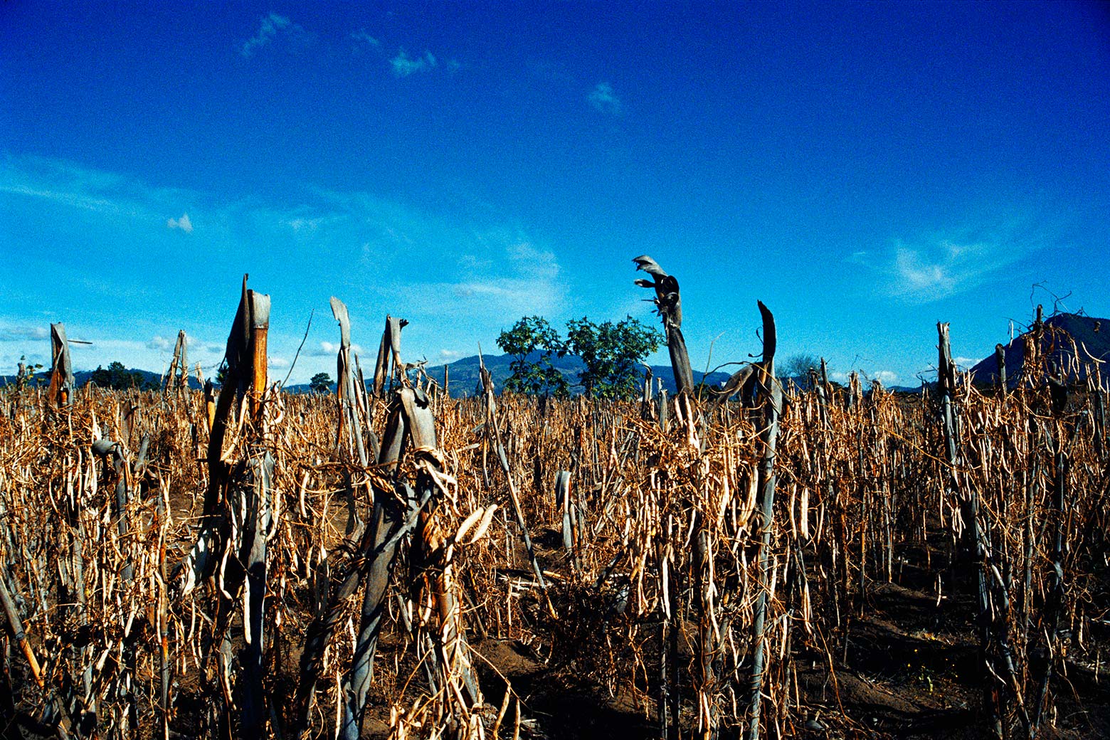 A view of a field of ruined crops