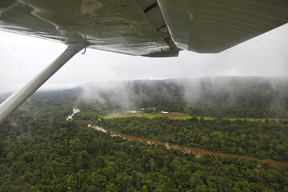 Forest aerial