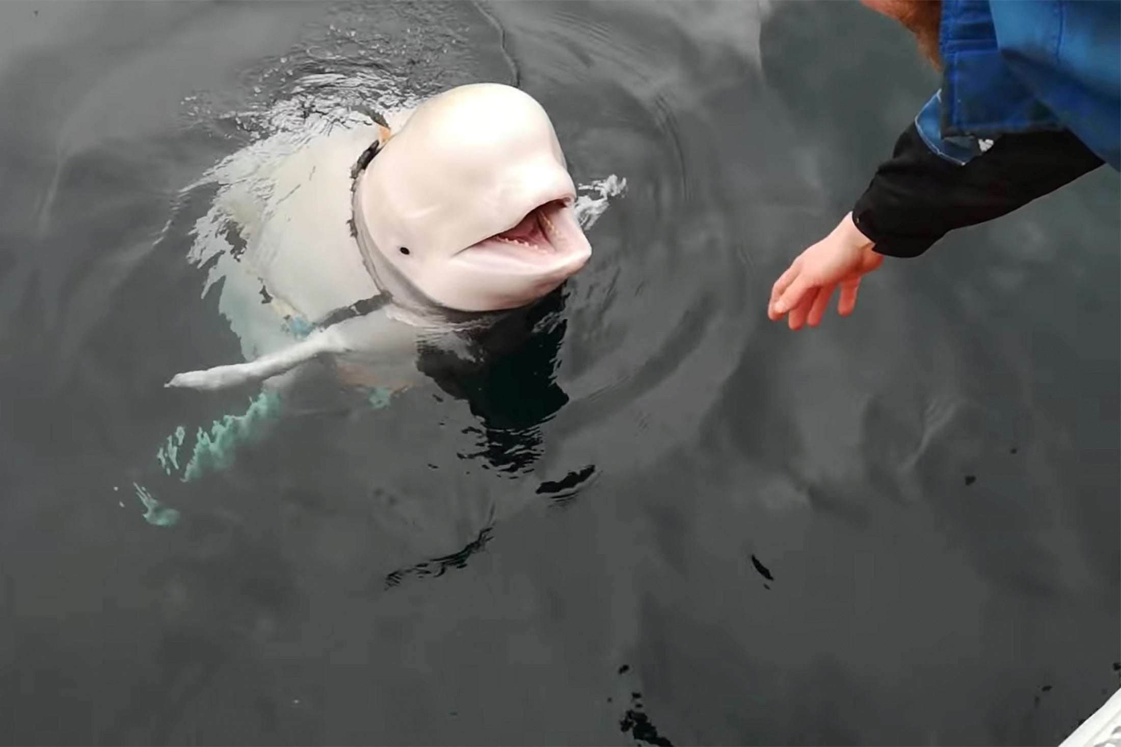A human reaches out toward a beluga whale wearing a harness and camera.