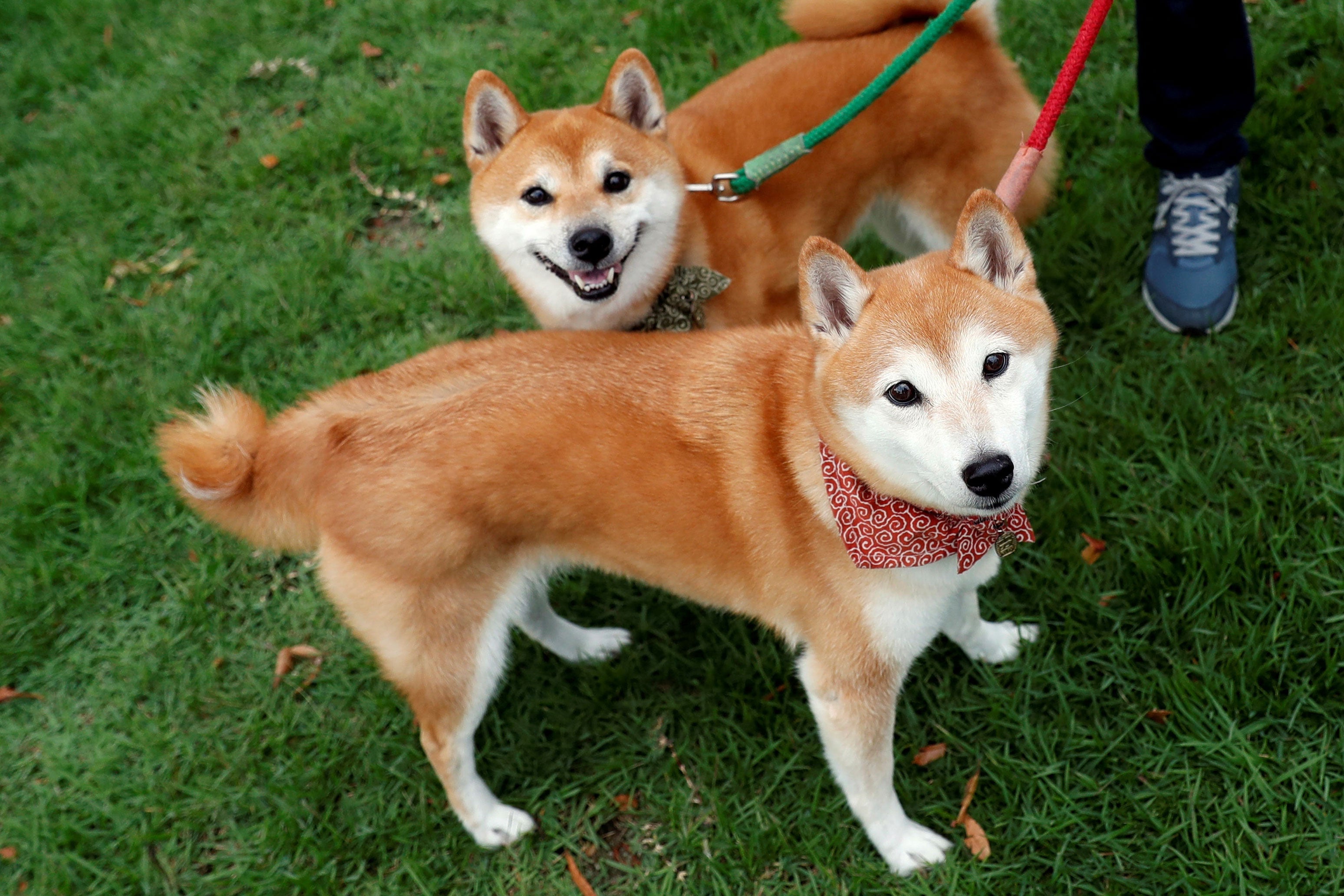 Two smiling shiba inus on leashes stand on grass