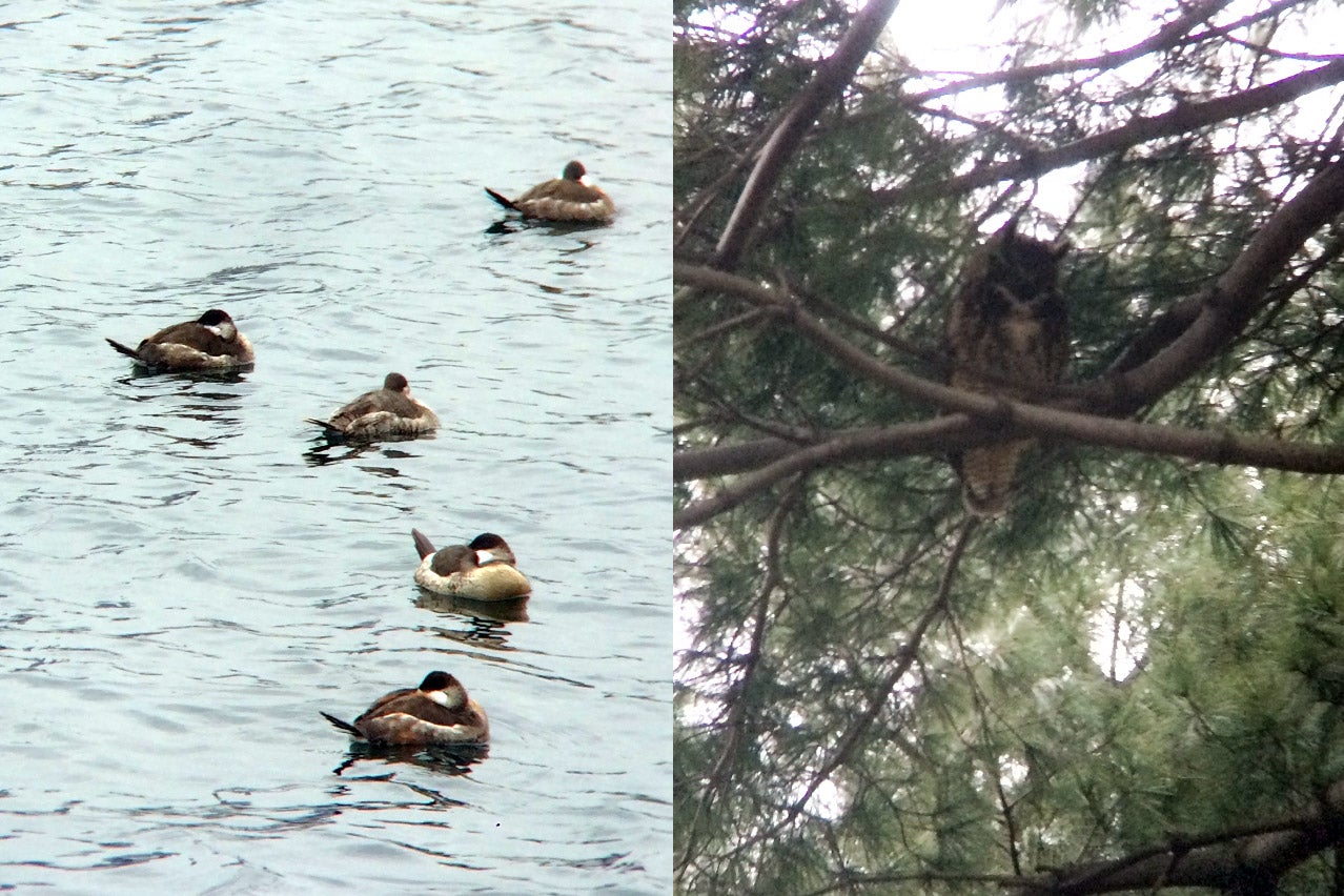 Side-by-side photos of ruddy ducks and a great horned owl.