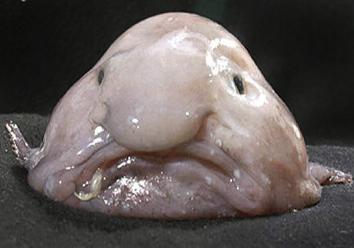 Blobfish, psychrolutes macricus, from Australia. 