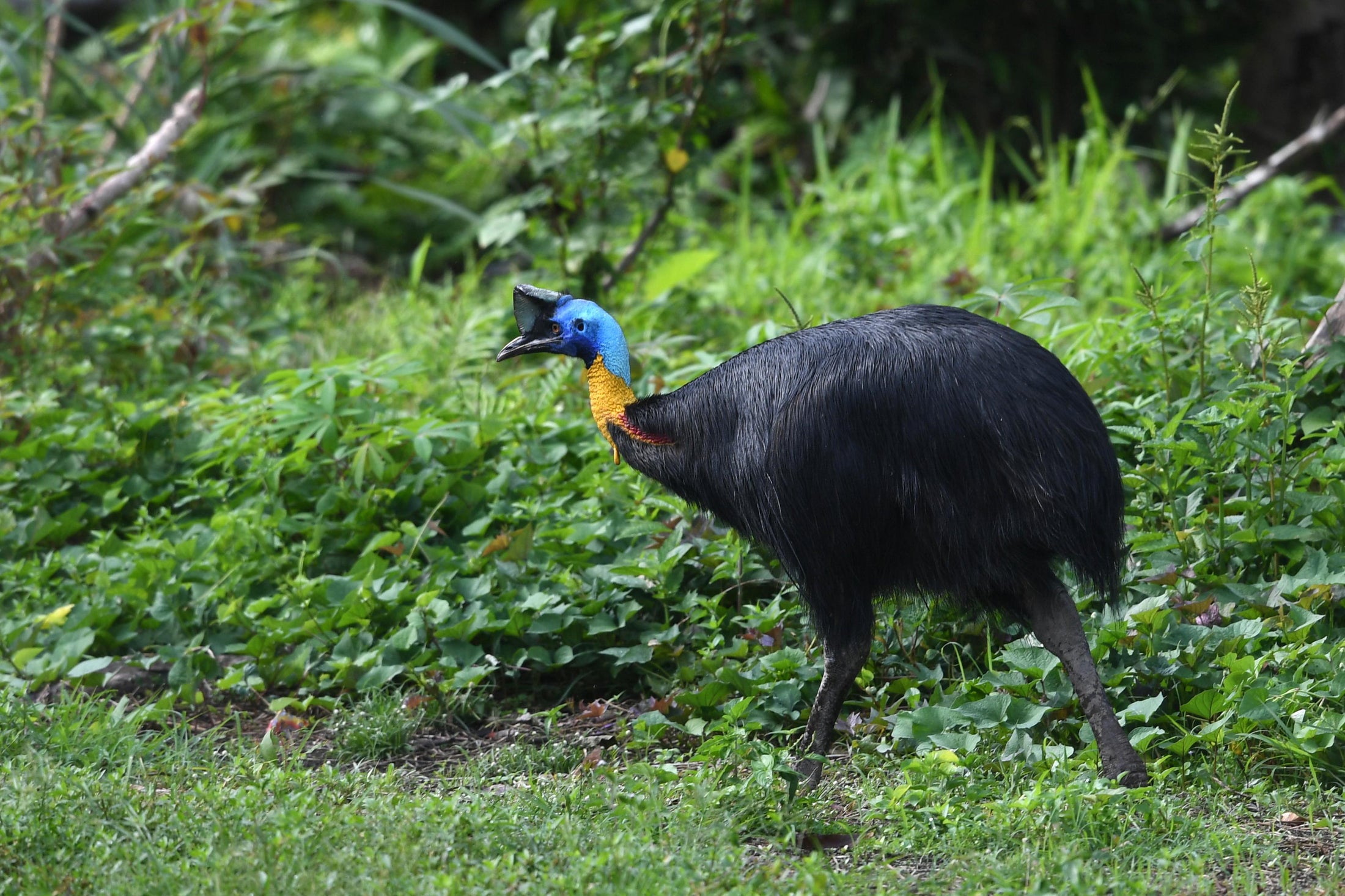 Do you want to buy a murder bird?