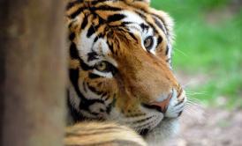 David Villalobos Bronx Zoo tiger attack: Bashuta will not be euthanized