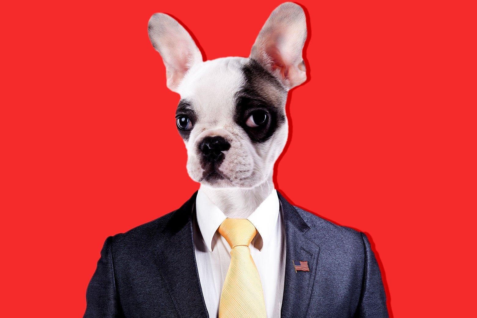 A dog looking presidential in a suit and tie