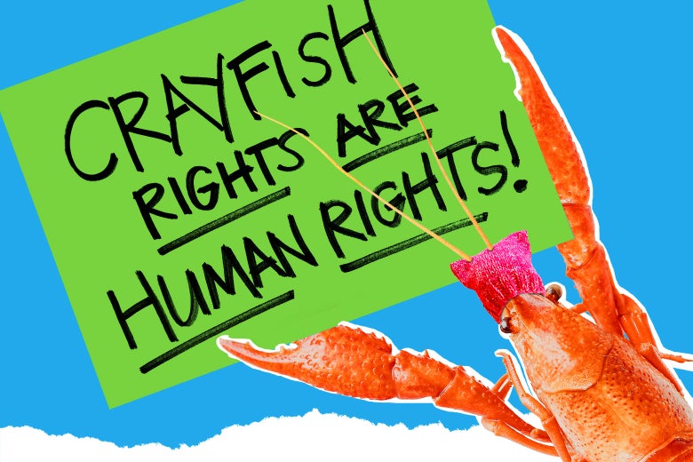 A crayfish in a pussy hat holding up a sign that says "Crayfish rights are human rights."