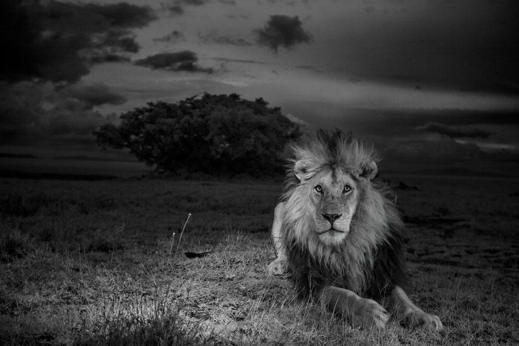 For our two-year lion project, we centered our work around the females of the Vumbi (“dust” in Swahili) pride, raising cubs in the difficult feast and famine of the Serengeti plains.  We also focused on this black-maned male, one of two resident coalition males.  The researchers called him C-Boy.  Image made with invisible infrared light.  Serengeti National Park, Tanzania, 2012.