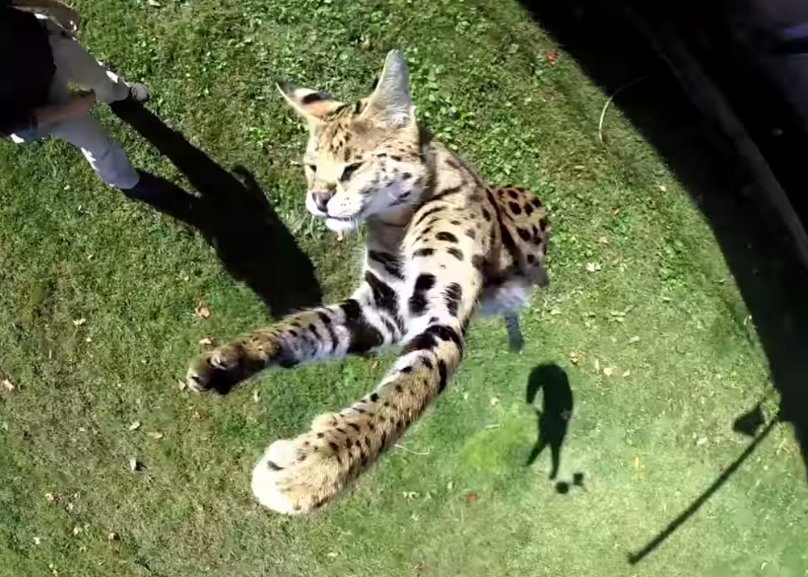 Amazing animal video: Watch a serval jump really, really high.