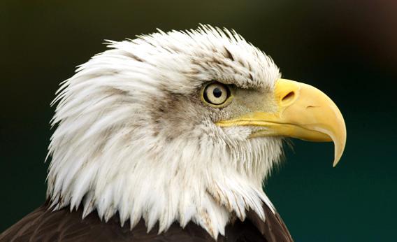 A Bald Eagle is seen at Cabarceno nature reserve.