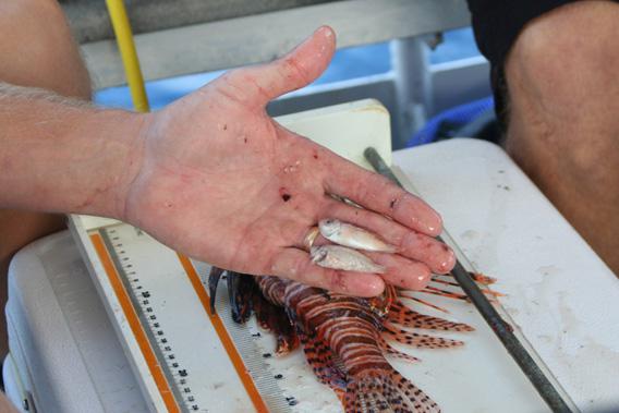 Vermilion snapper pulled from a lionfish's stomach.