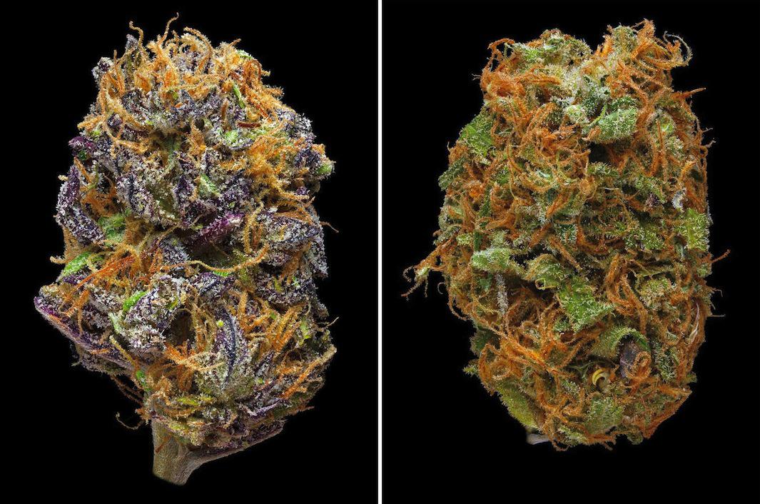 Erik Christiansen photographs 170 strains of marijuana in his book, Green:  A Field Guide to Marijuana, with Dan Michaels.