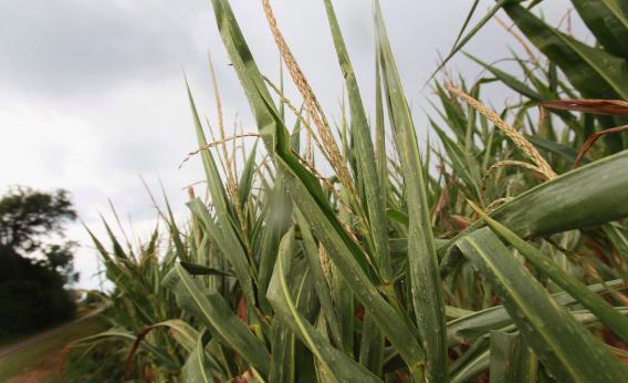Rain falls on drought-damaged corn on July 17, 2012, near Somerville, Ind.