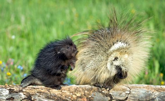 Porcupine sex: Mating behaviors involve quills, musk, penis spikes, fights,  and arcs of urine.