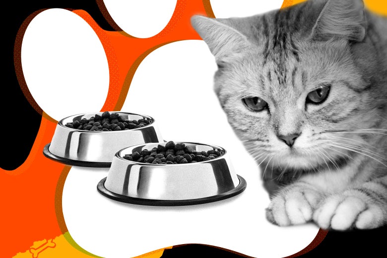 One Of My Cats Died Is The Other Grieving Pet Advice From Beast