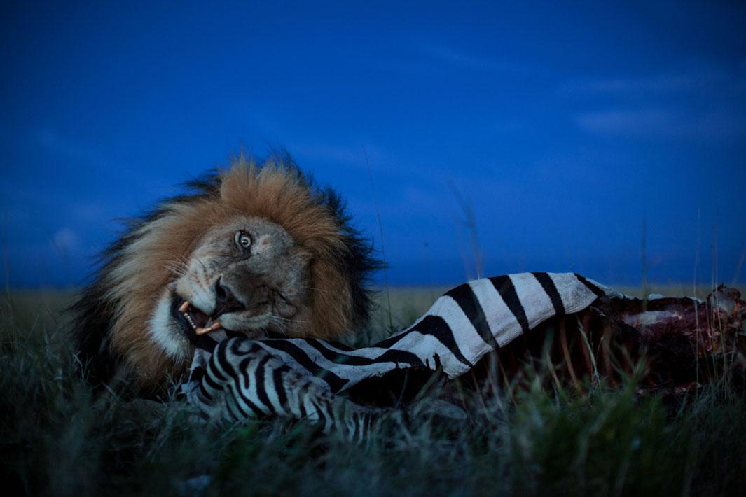 Resident coalition male C-Boy guarded this zebra killed by the Vumbi pride for a whole day.  He only began to eat at dusk.  Later that night he was seen dragging the carcass toward a defensible rock outcropping with thirteen hungry lions and twenty hyena trailing him.Image made with robot tank .  Serengeti National Park, Tanzania, 2012.