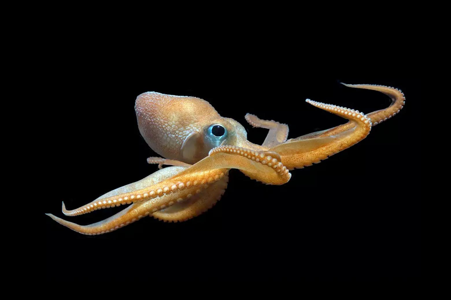 A North Pacific bigeye octopus.