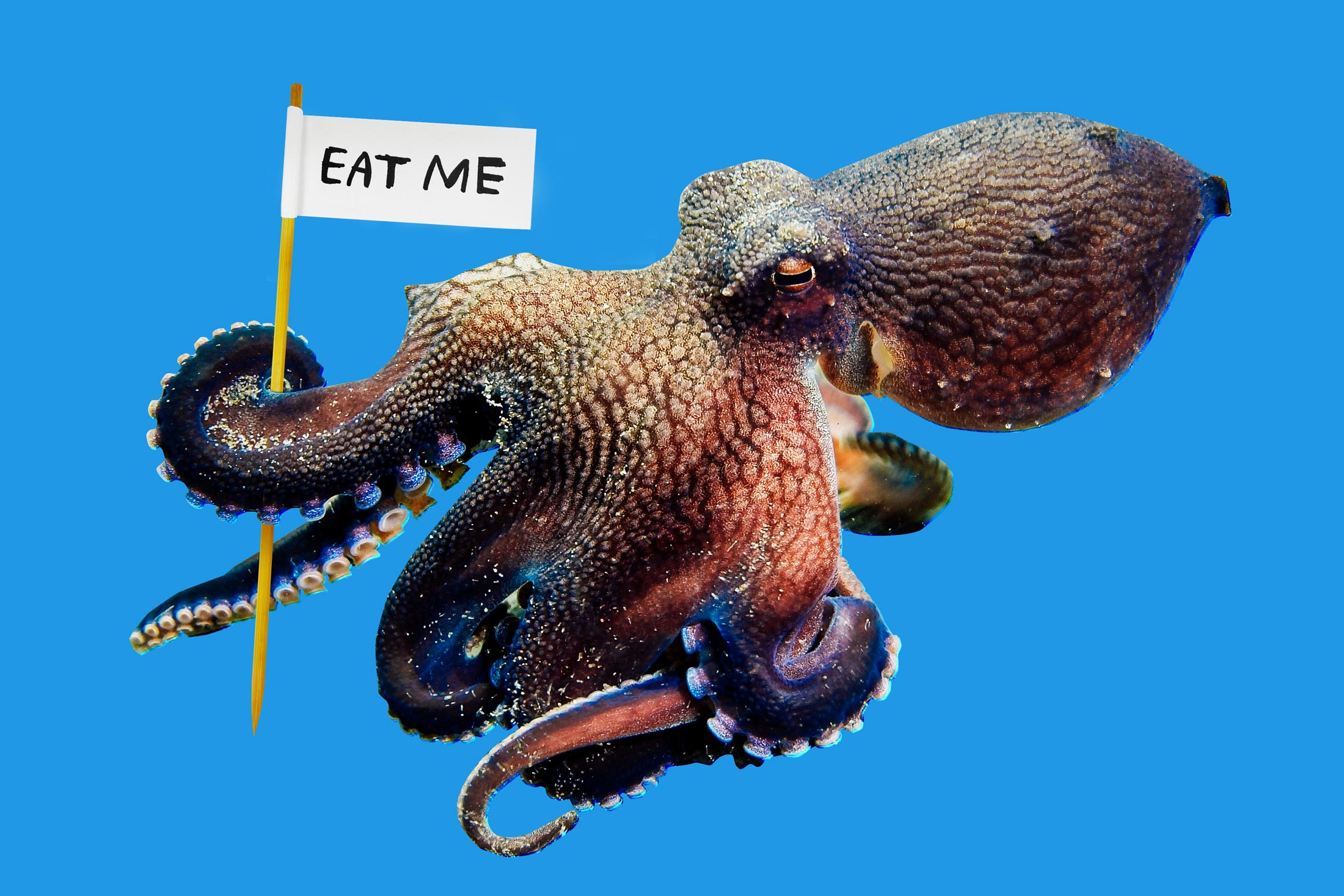 octopus that you flip inside out