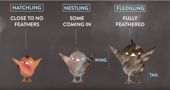 How To Save A Baby Bird You Found Out Of Its Nest Video