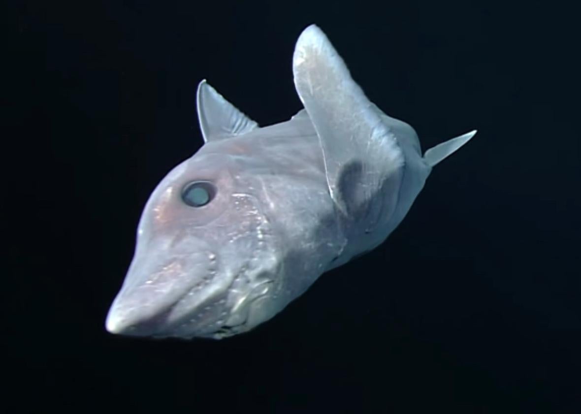 ghost shark