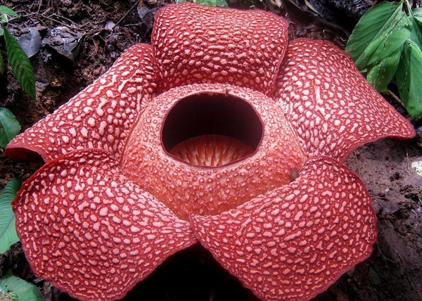 Corpse flowers like the Titan Arum and Rafflesia stink as they bloom