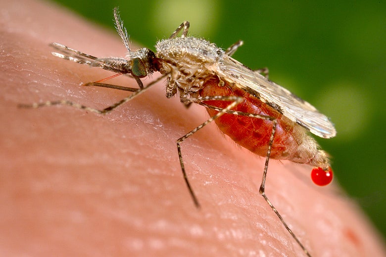An Anopheles stephensi mosquito obtaining blood meal from a human host.