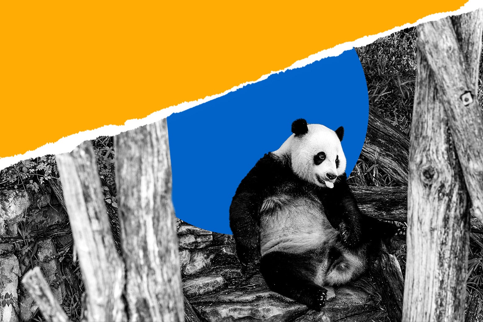 Panda Diplomacy How China Wields Its Giant Pandas Panda Diplomacy How China Wields Its Giant Pandas
