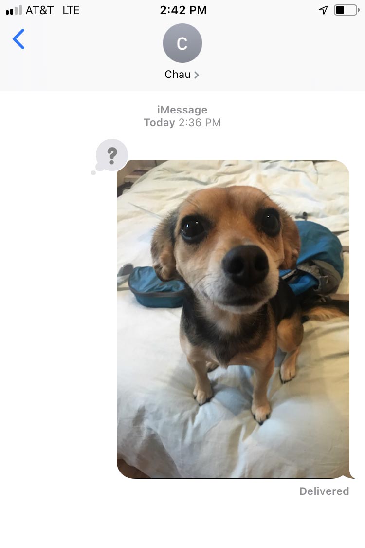 Text including a dog snapshot and a question mark emoji.