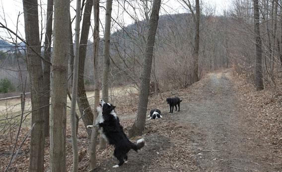 Rose chasing her Imaginary Squirrel. Every day for six years, she stopped at that tree to look for a squirrel she saw on her first day at the farm. He did not return. She did not stop looking.