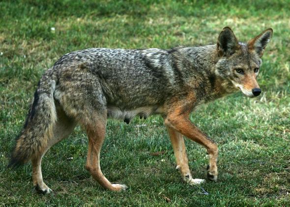 coywolf vs coyote