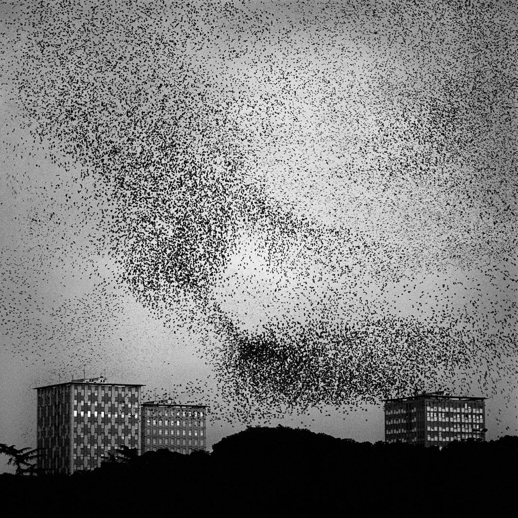 Richard Barnes: “Murmur” examines the intricate patterns created