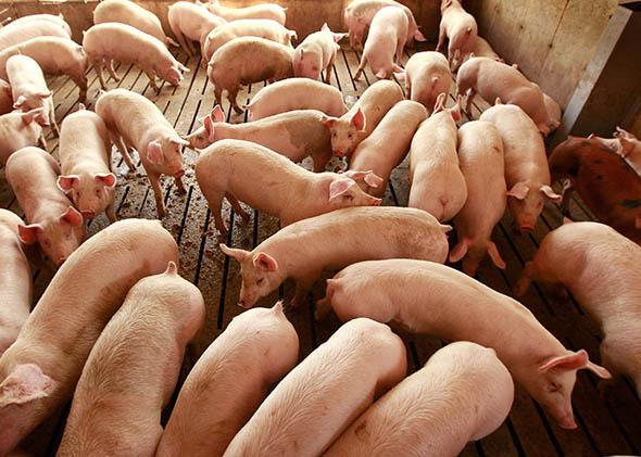 Hogs are raised on the farm.