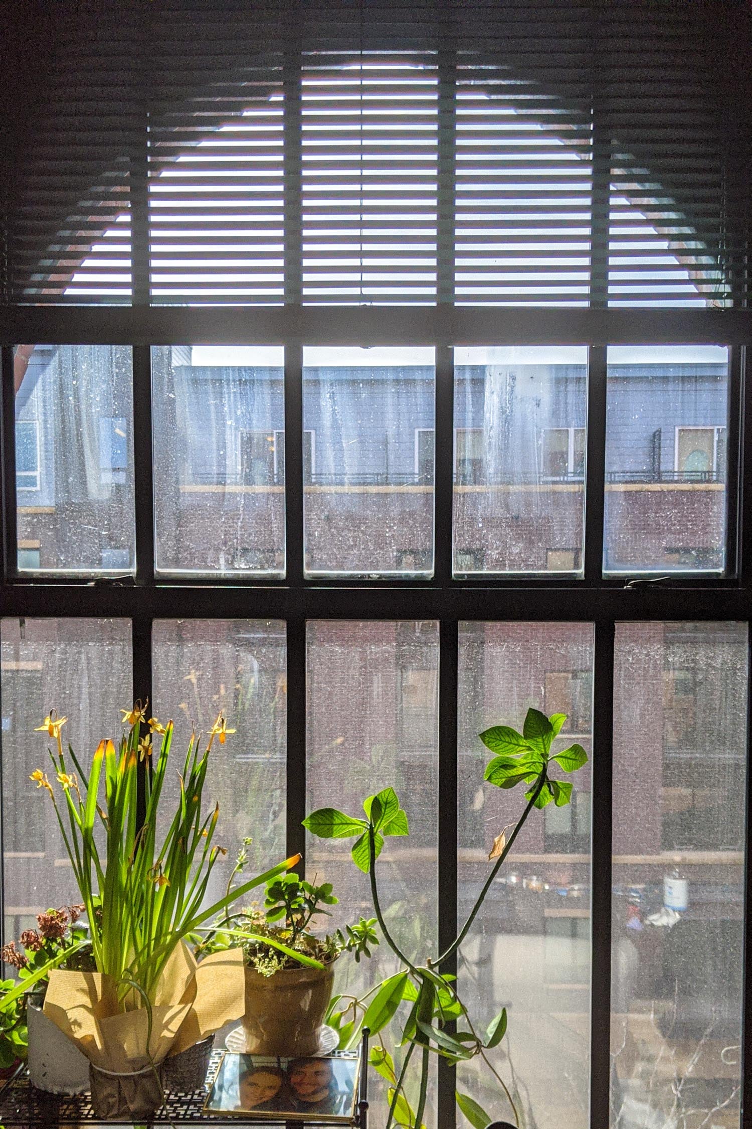 Plants in front of a sunny window.