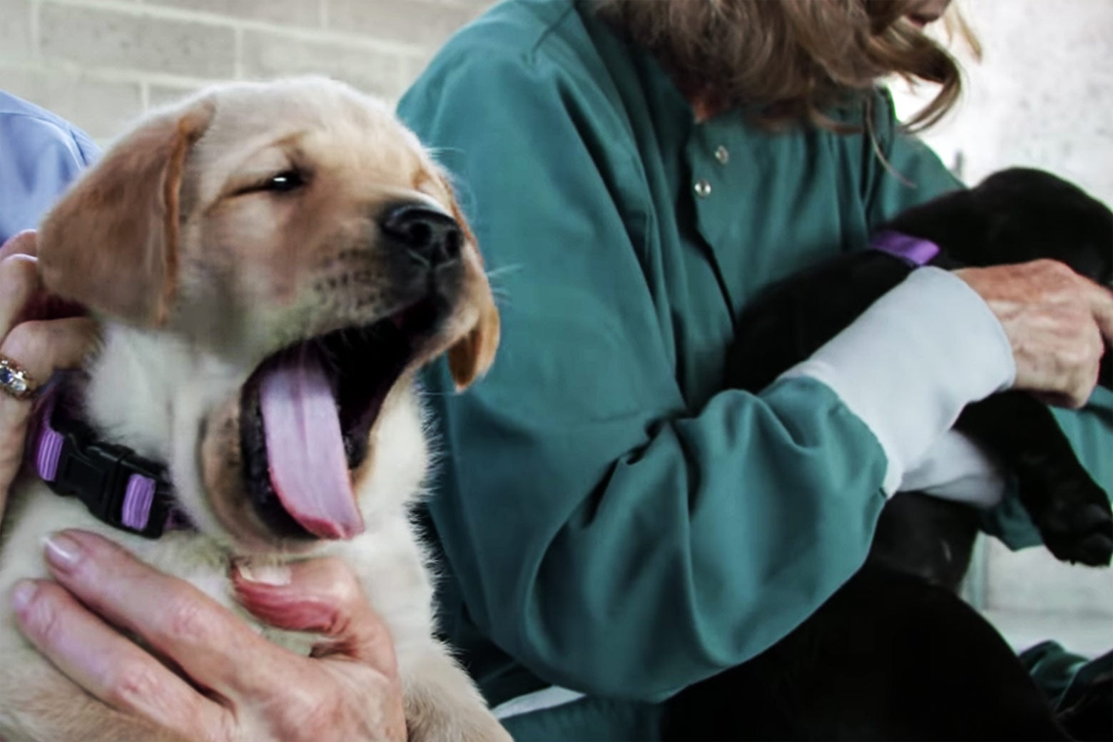 Two puppies with their raisers. One puppy is yawning.