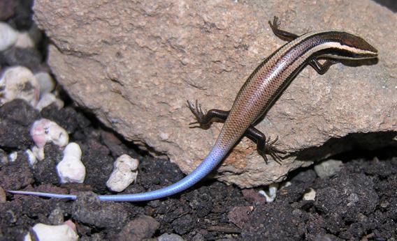 Anguilla Bank skink.