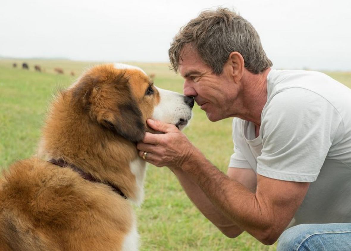 No animals were harmed on the set of A Dog's Purpose, American Humane  investigation says.