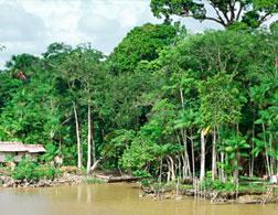 Do 04 Apr 19:30 EMPATE, a history of struggle and resistance in the heart  of the  rainforest
