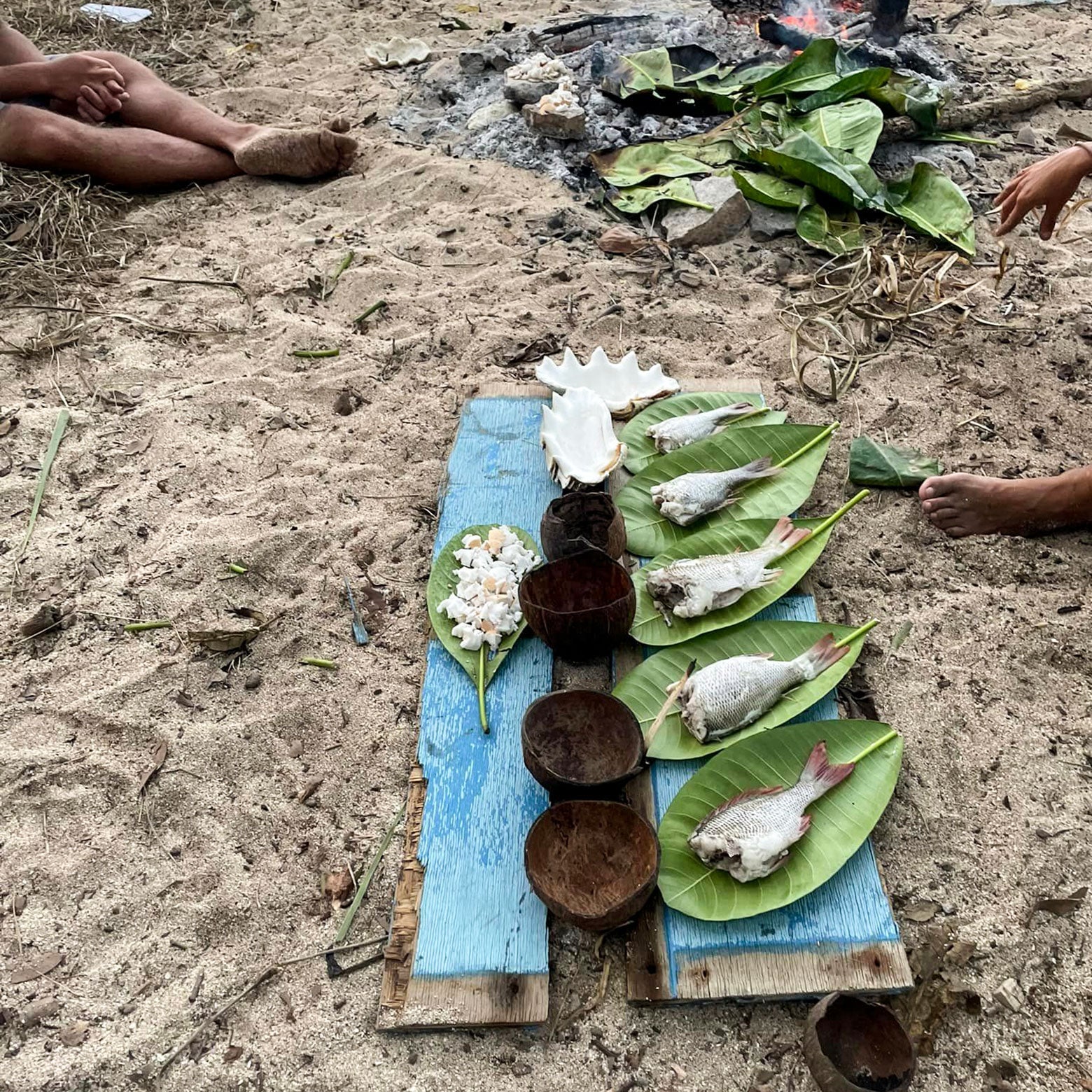 Atop two wooden planks on a sandy beach are six large leaves from a tropical tree. Five leaves each have a whole fish on them. One leave has a pile of broken-up fish meat. Between the two planks are two hollowed-out coconuts and two conch shells.