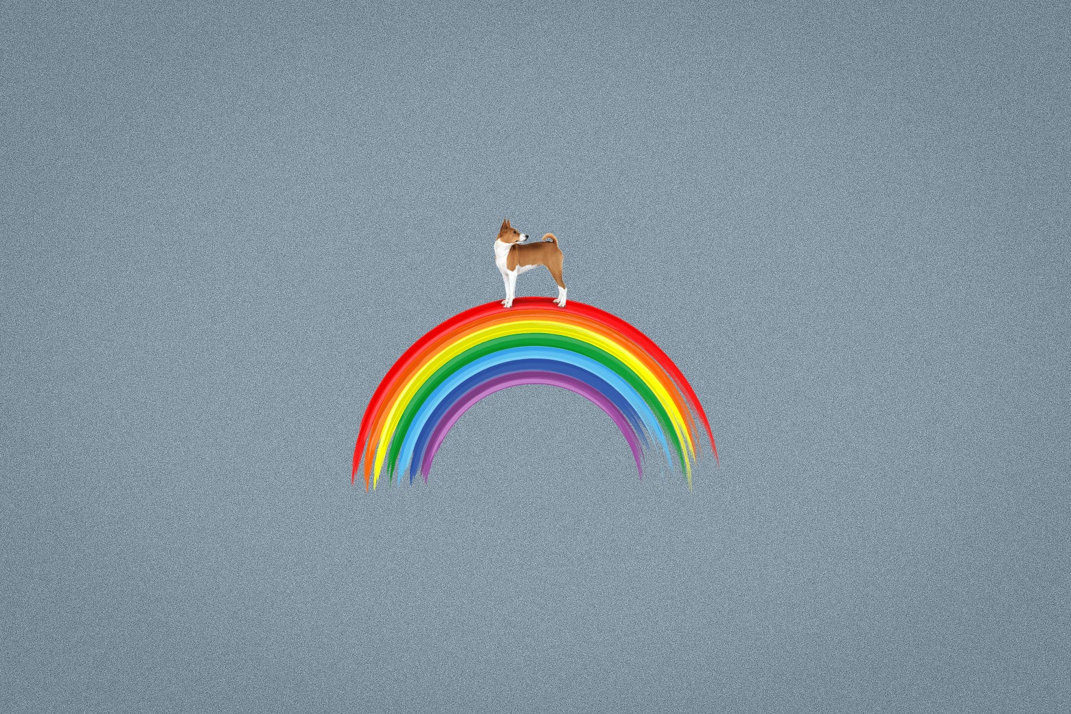 Personalized Rainbow Bridge Memorial Dog Ornament