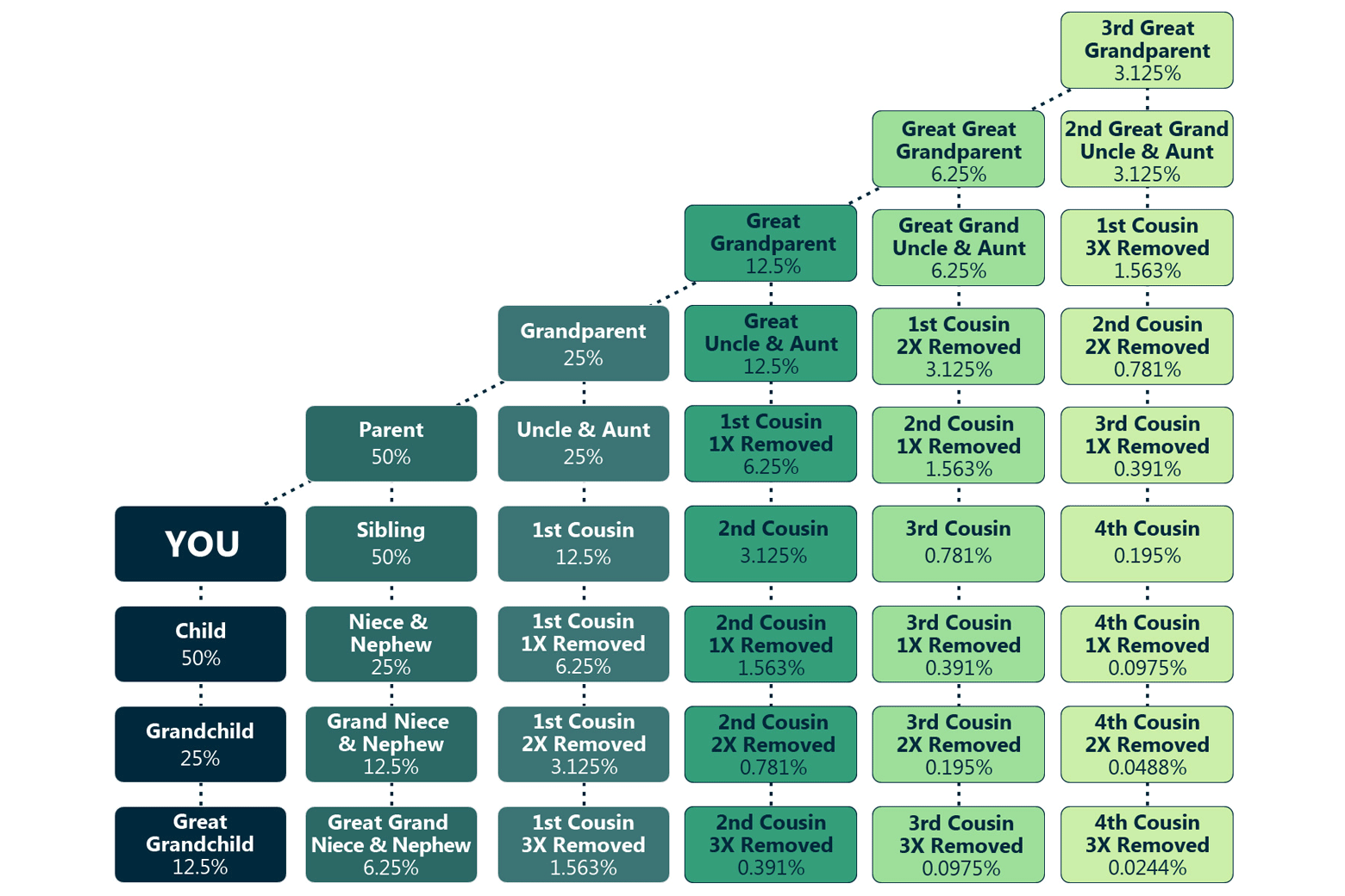 A chart indicating how we inherit our genes.
