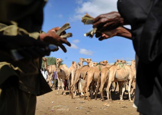 Somaliland farmers Ismael Hassan (L) and Abdi Noor Husein count money they got on October 29,2012 selling their camel at Sayladah market in Hargeisa, Somaliland.