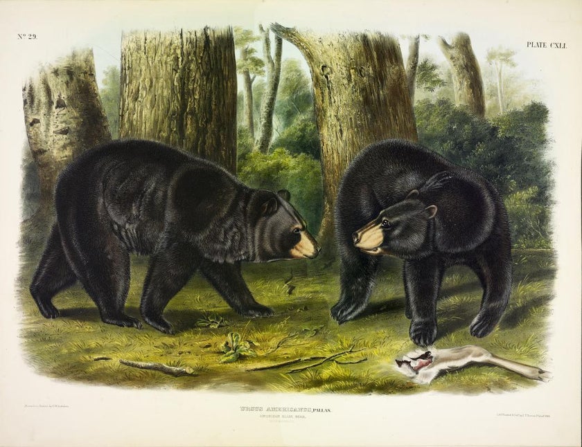 Audubon’s Viviparous Quadrupeds of North America: Images free to download.