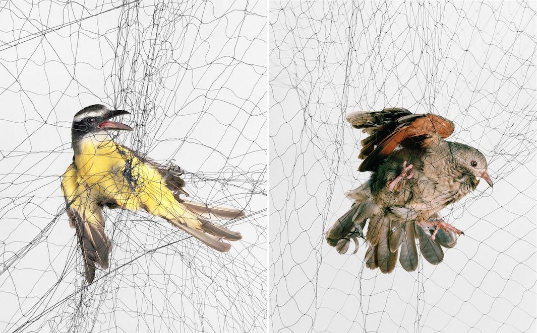 Todd R. Forsgren photographs birds caught in nets for research in his book,  Ornithological Photographs.